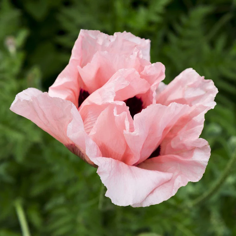Coral Reef Oriental Poppy - Image 3