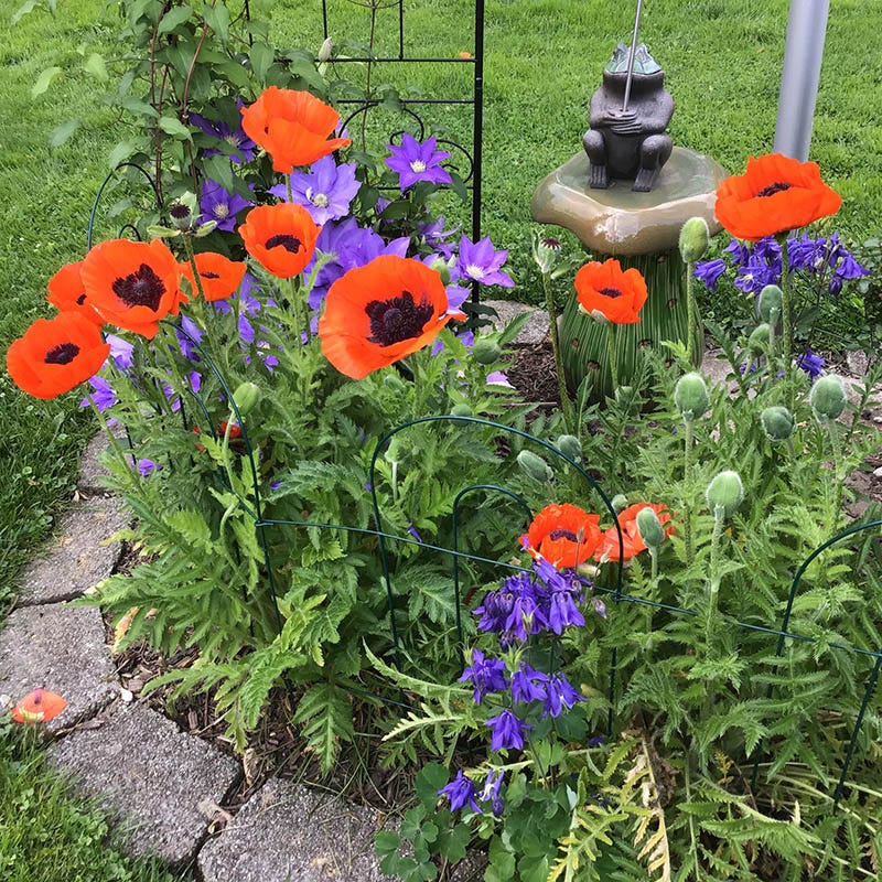 Prince of Orange Oriental Poppy - Image 2