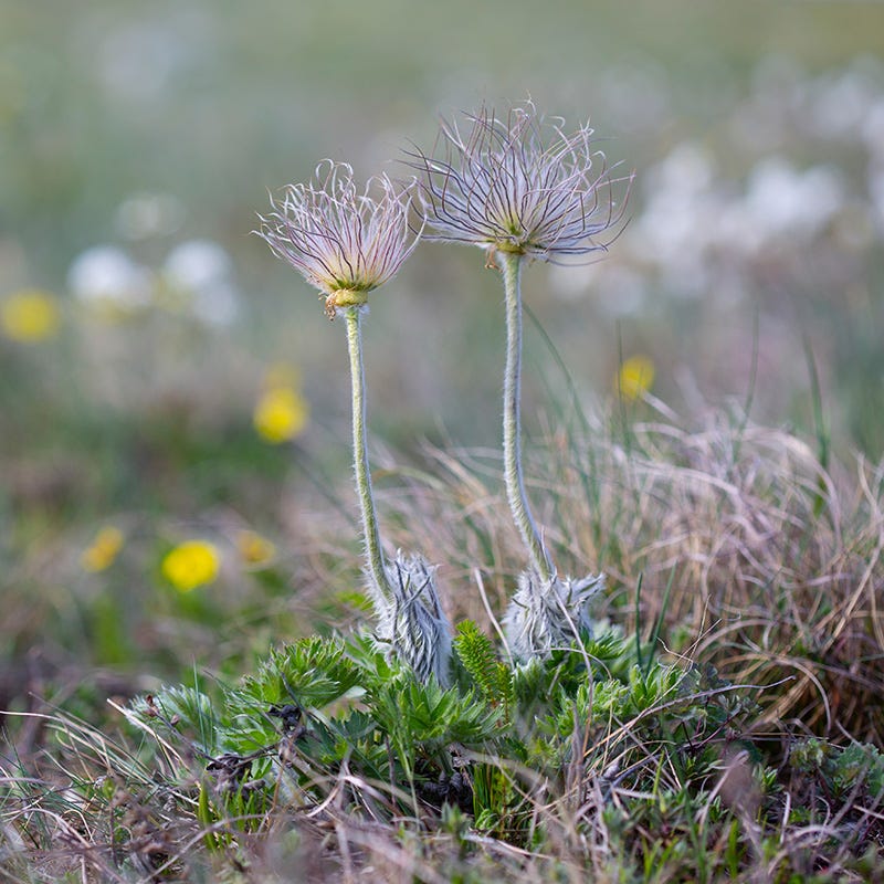 Crimean Pasqueflower - Image 3