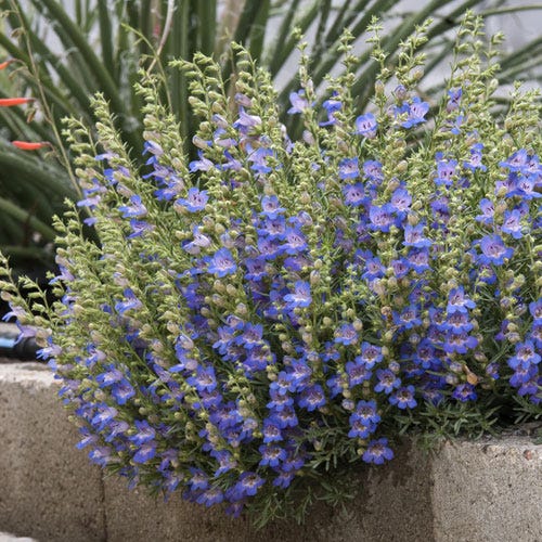 Blue Lips Penstemon - Image 3