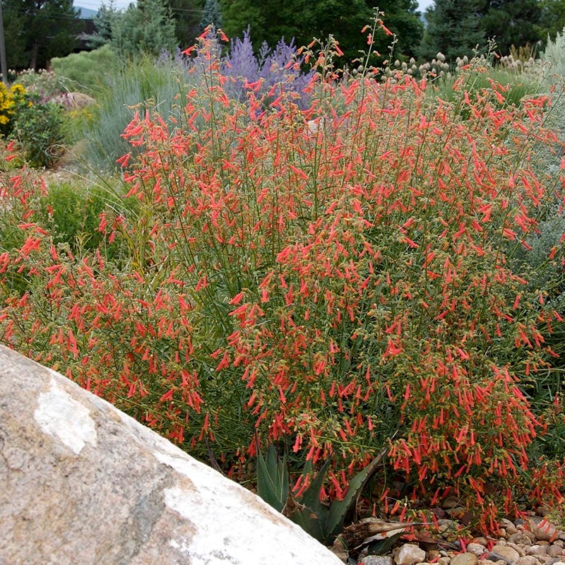 Bridges' Penstemon - Image 2