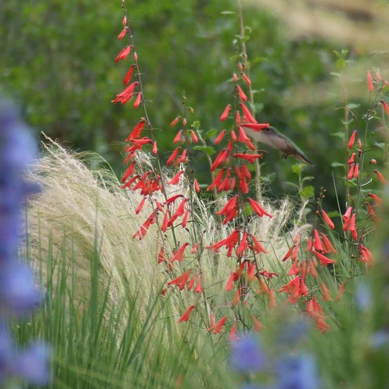 Bridges' Penstemon - Image 3