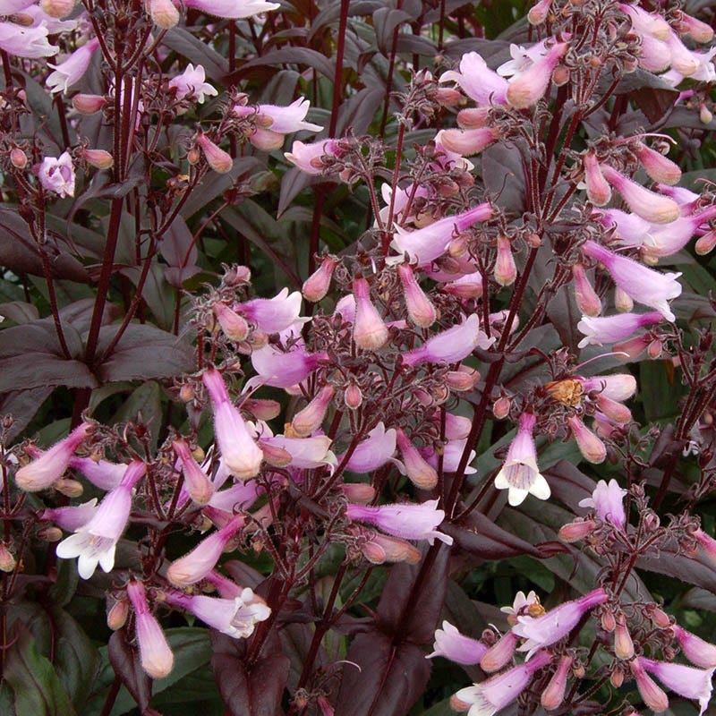 Hummingbird Attracting Collection For The West - Image 5