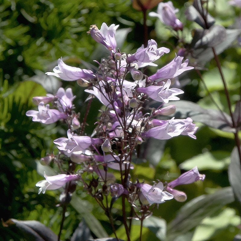 Dark Towers Penstemon - Image 5