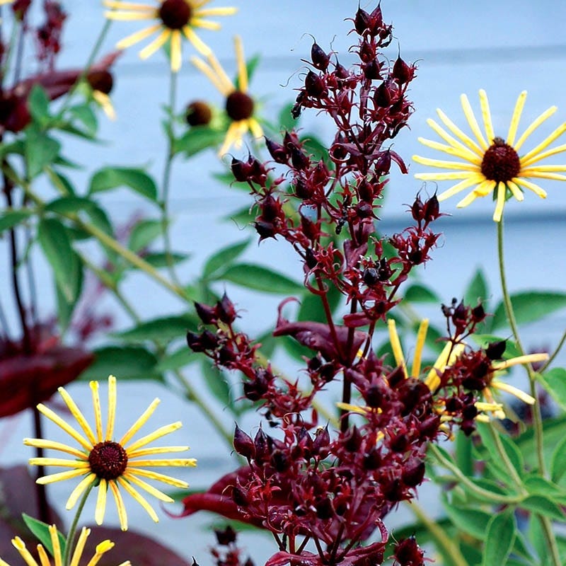 Dark Towers Penstemon - Image 6