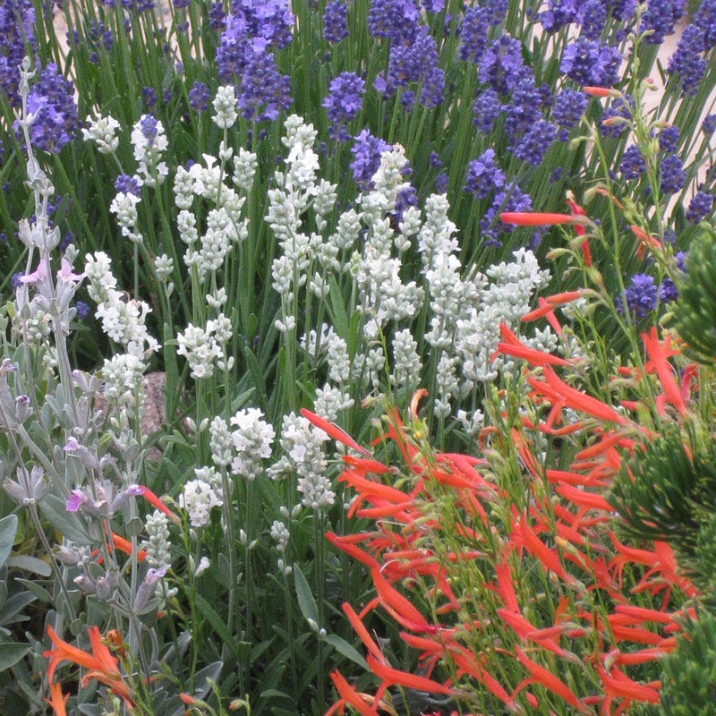Pineleaf Penstemon - Image 2