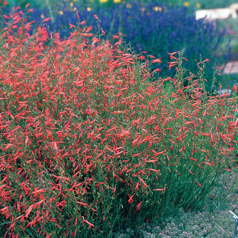 Pineleaf Penstemon - Image 4