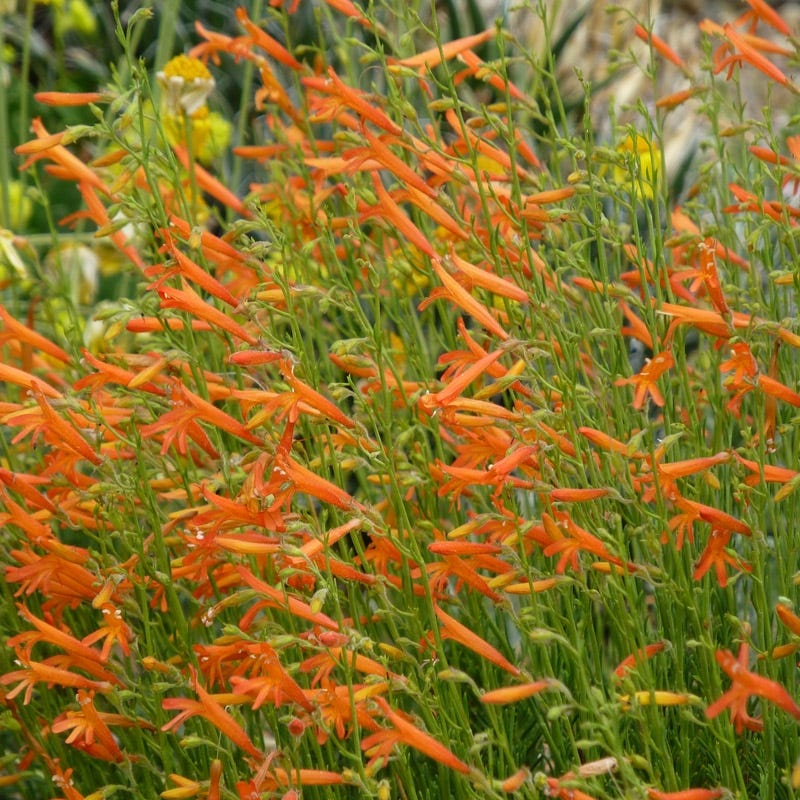 Luminous Pineleaf Penstemon - Image 3