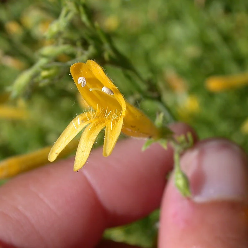 Yellow Pineleaf Penstemon - Image 3