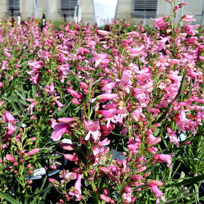 Pristine™ Pink Penstemon - Image 3