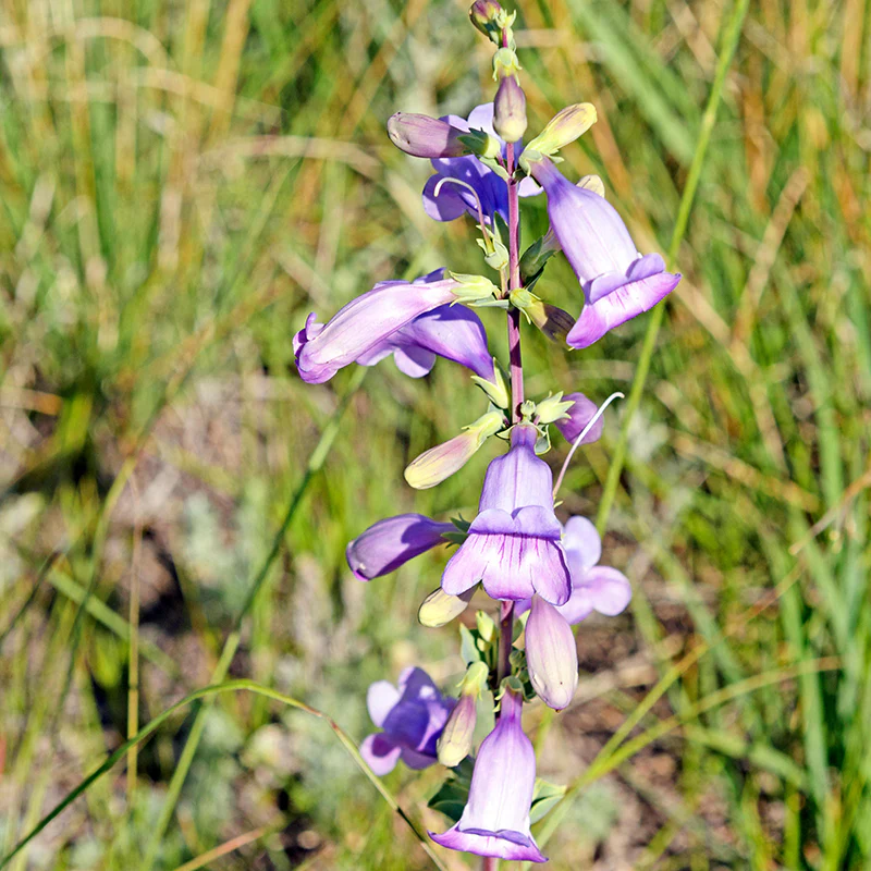 Shrubby Penstemon - Image 3