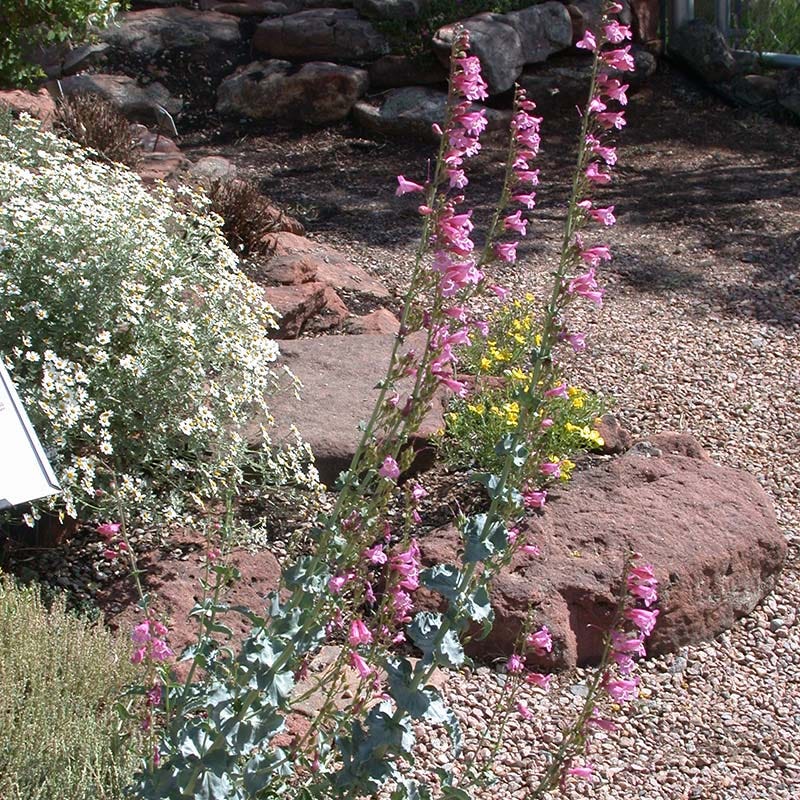 Sunset Crater Penstemon - Image 4