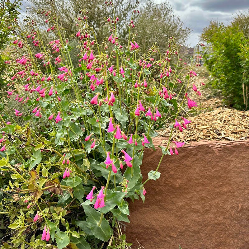 Sunset Crater Penstemon - Image 5