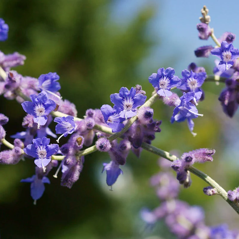 Blue Spire Russian Sage - Image 2
