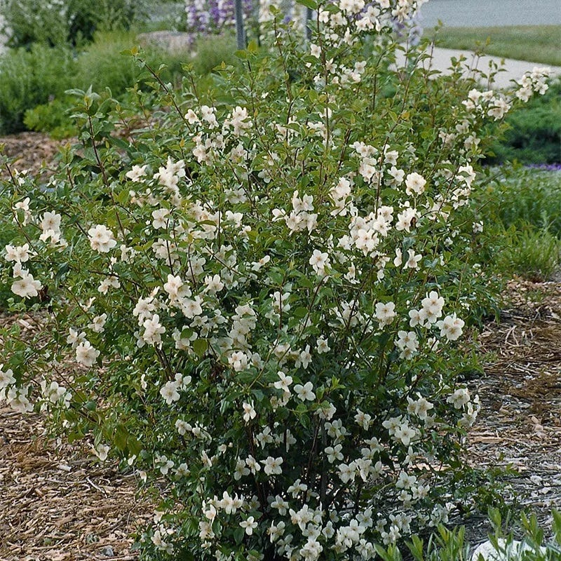 Cheyenne® Mock Orange - Image 2