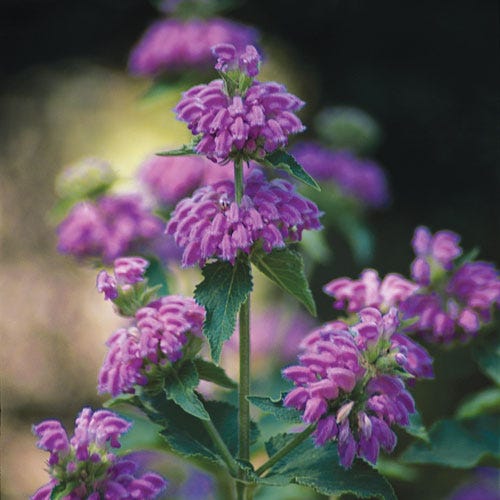 Kashmir False Sage (Phlomis) - Image 4