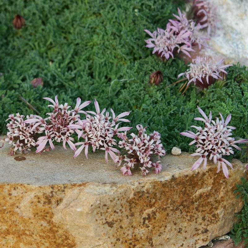 Carpeting Pincushion Flower (Pterocephalus) - Image 2