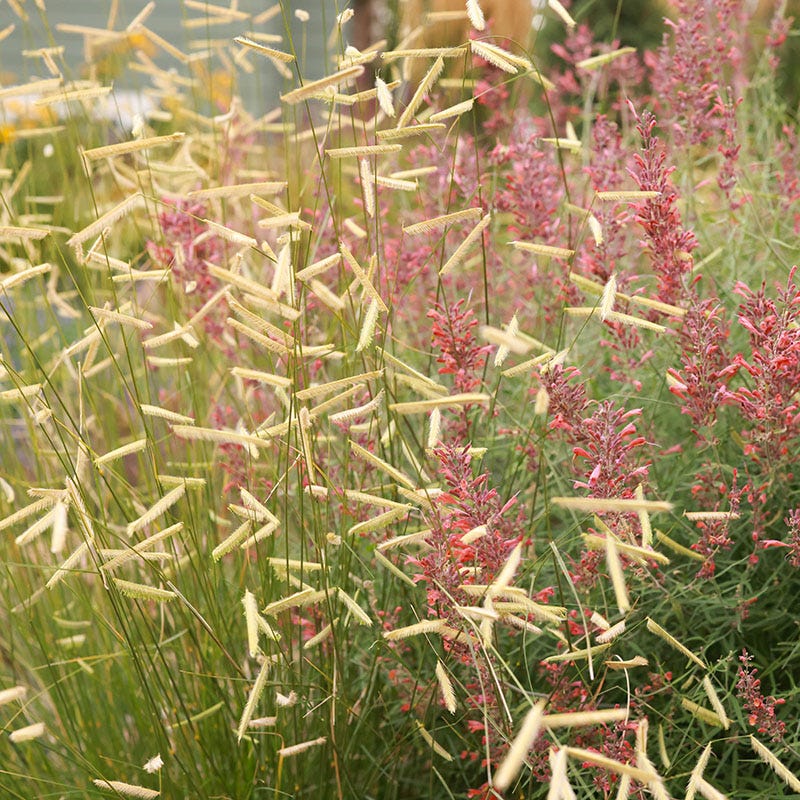 Habitat Hero Birdwatcher Pre-Planned Garden - Image 7