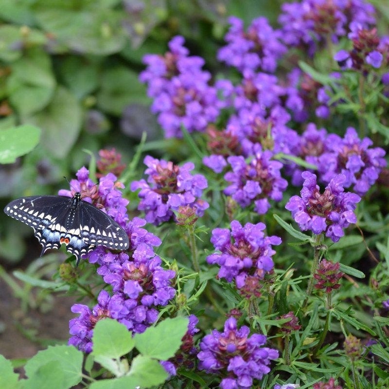Bella Blue Prunella