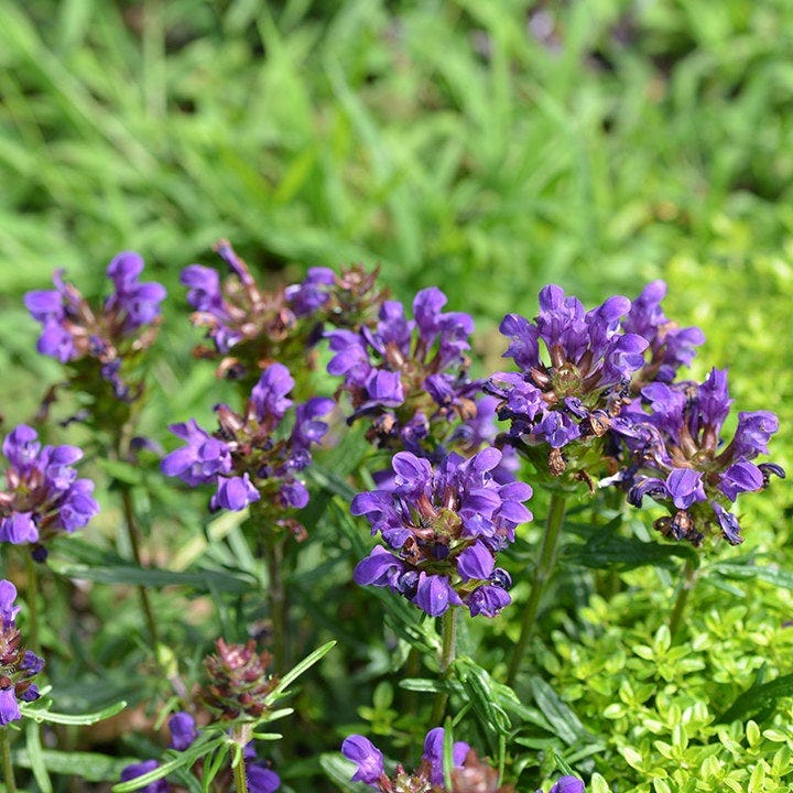 Bella Blue Prunella - Image 2