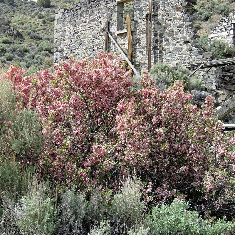 Desert Peach (Prunus) - Image 2