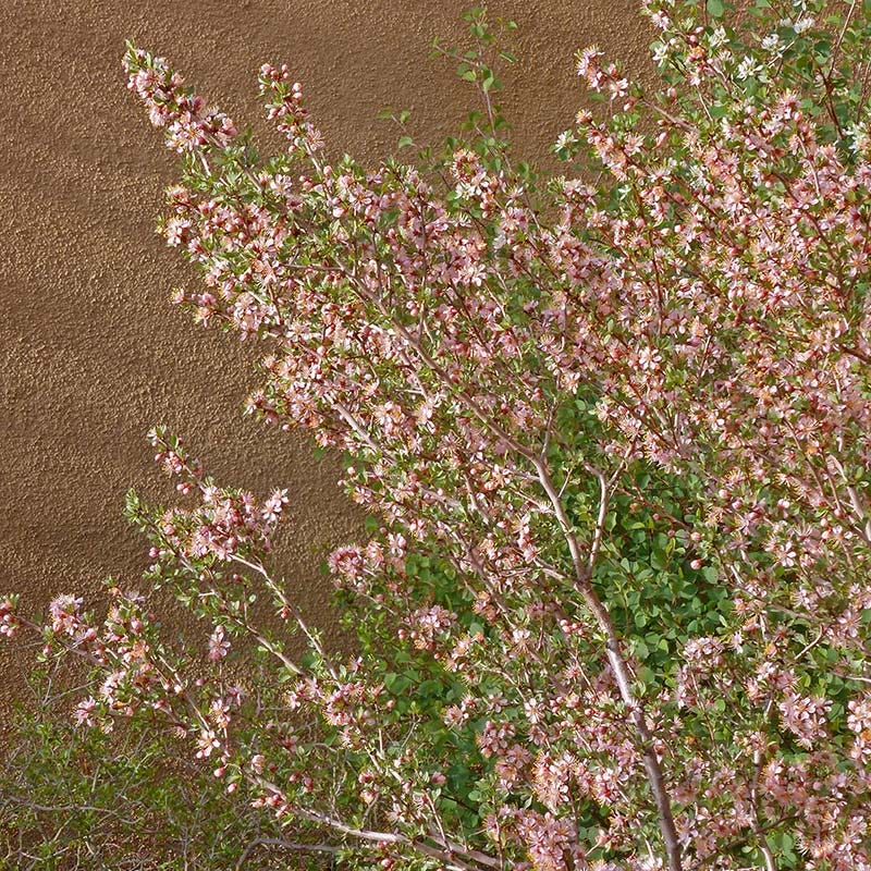 Desert Peach (Prunus) - Image 5