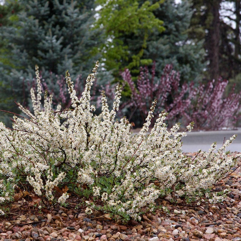 Native Southwest Songbird Pre-Planned Garden - Image 5