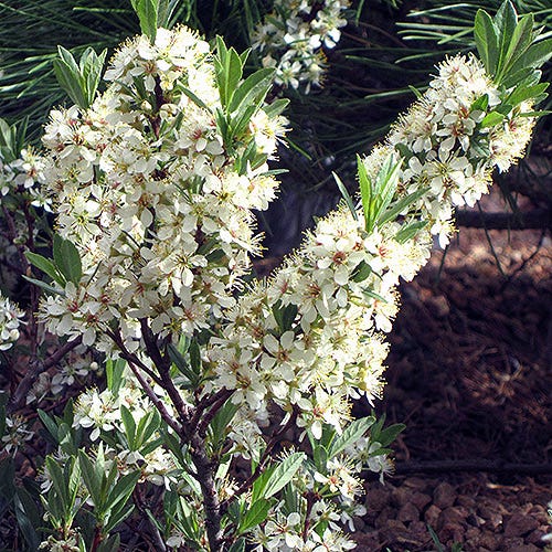 Pawnee Buttes® Sand Cherry (Prunus) - Image 6