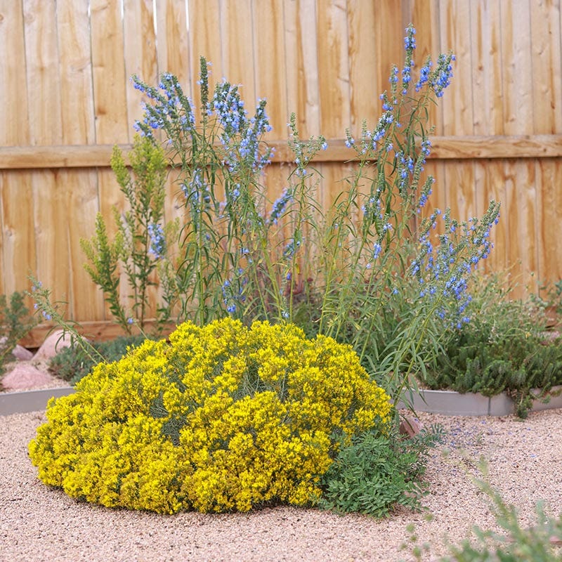 Baby Blue Rabbitbrush (Ericameria) - Image 2