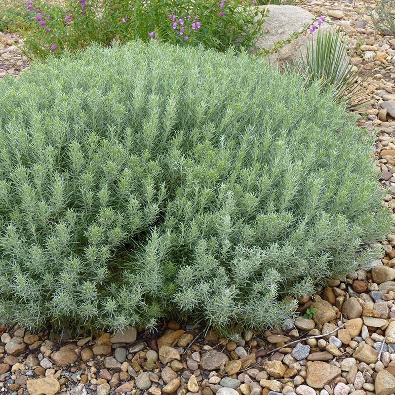 Baby Blue Rabbitbrush (Ericameria) - Image 4