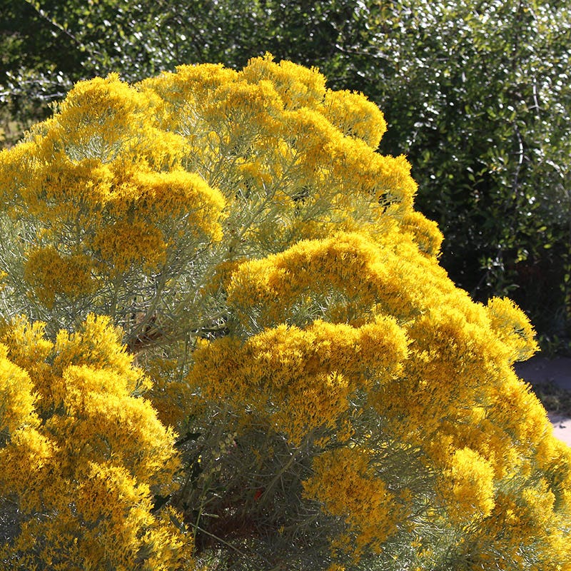 La Plata Silver Leaf Rabbitbrush (Chrysothamnus) - Image 3