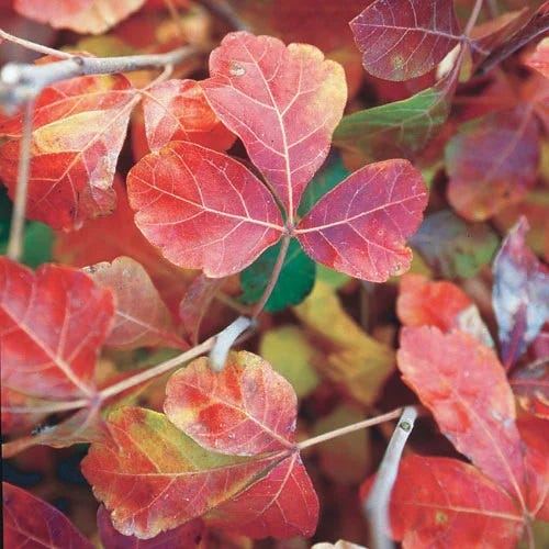 Gro-Low Sumac (Rhus) - Image 2
