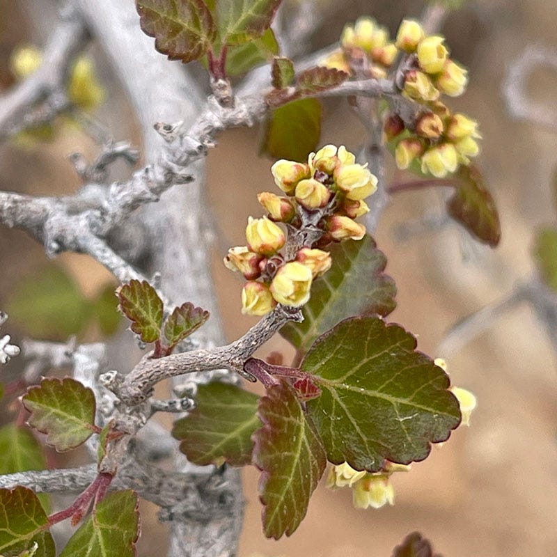 Gro-Low Sumac (Rhus) - Image 3