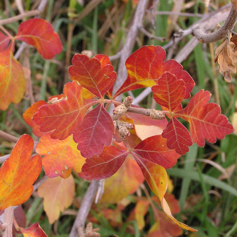 Three-Leaf Sumac (Rhus) - Image 4