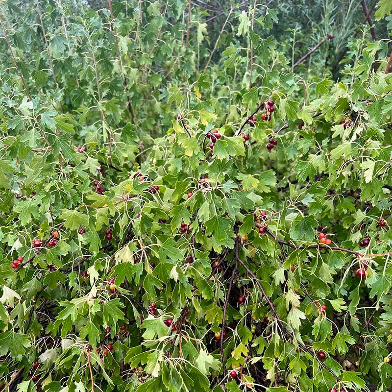 Black Currant (Ribes) - Image 4