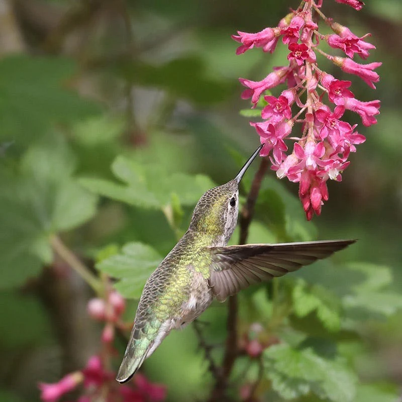 Claremont Flowering Currant (Ribes) - Image 2