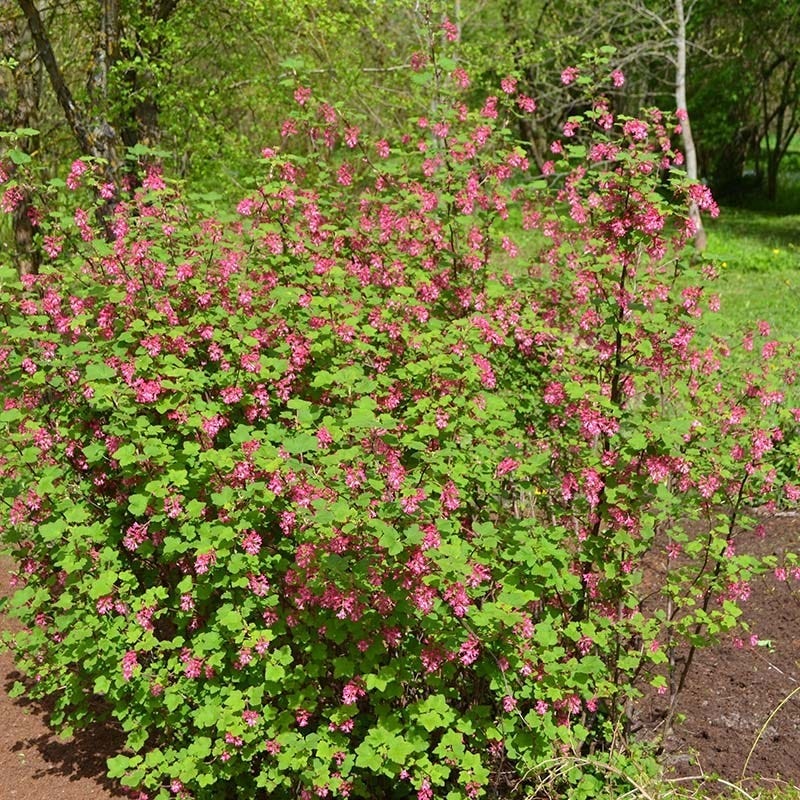 Claremont Flowering Currant (Ribes) - Image 3