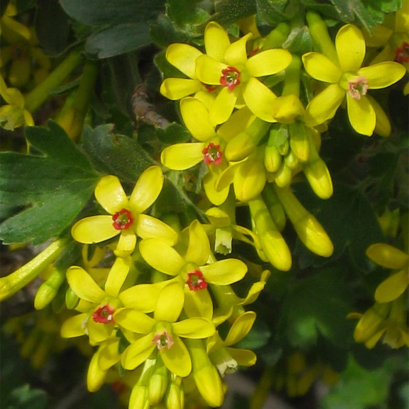 Crandall's Clove Scented Currant (Ribes) - Image 4