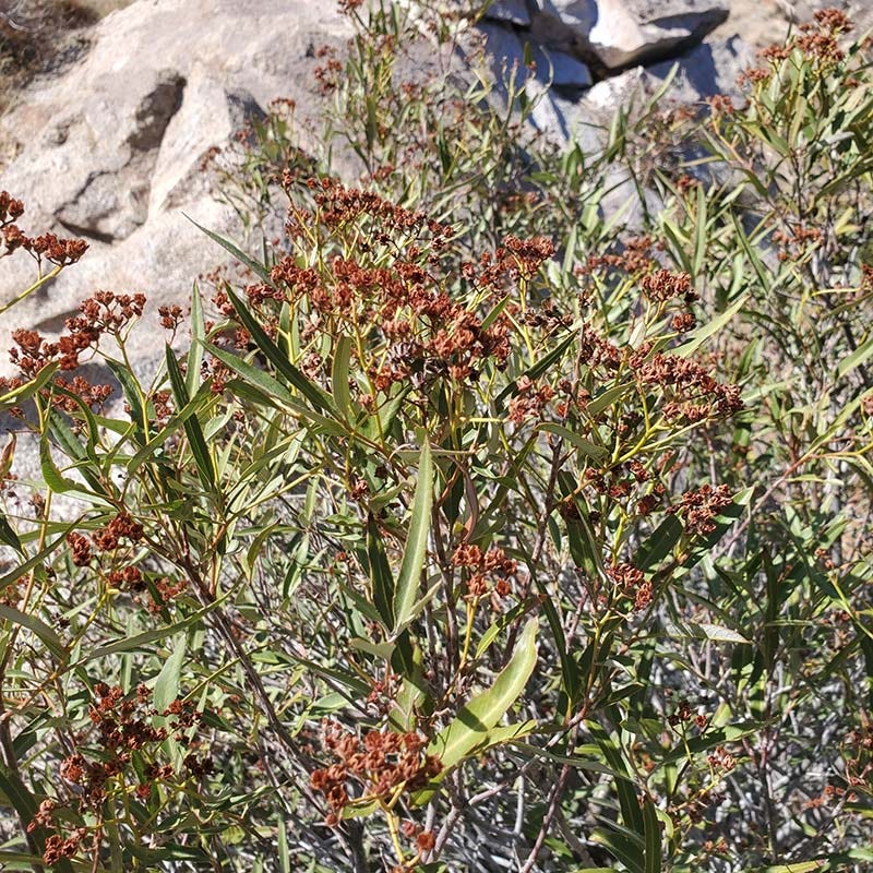 Arizona Rosewood - Image 3