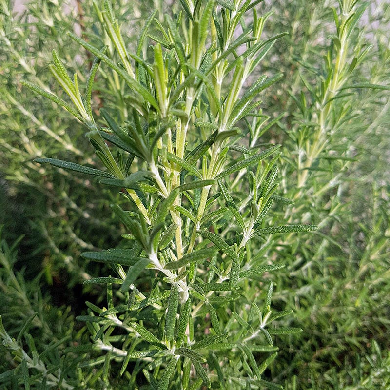 Super Arp Rosemary - Image 2