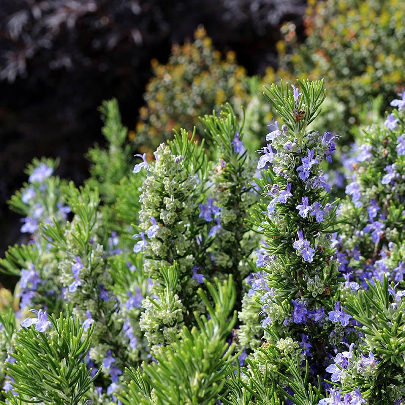 T or C Rosemary