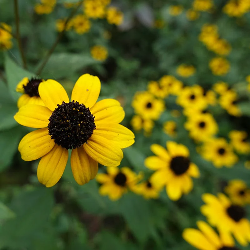 Pollinator Paradise Pre-Planned Garden - Image 9