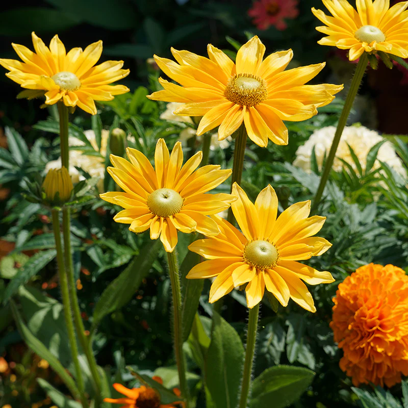 Irish Eyes Black Eyed Susan - Image 2