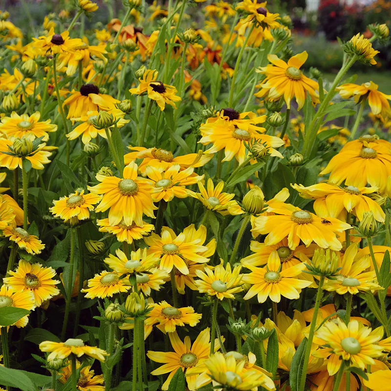 Irish Eyes Black Eyed Susan - Image 3