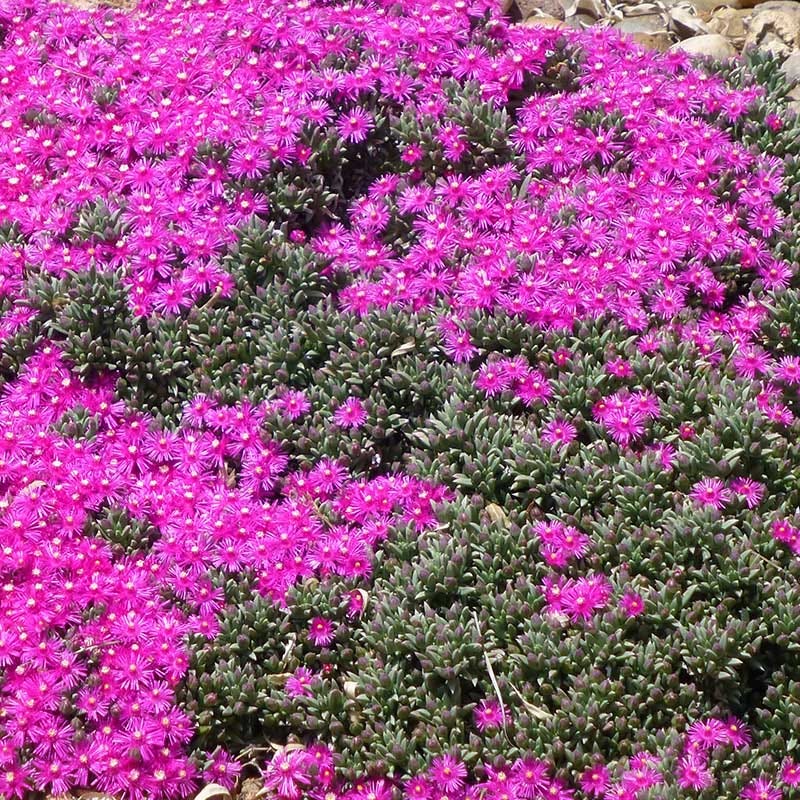 Creeping Shrubby Ice Plant (Ruschia) - Image 3