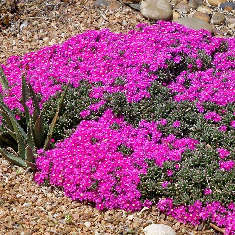 Creeping Shrubby Ice Plant (Ruschia) - Image 4