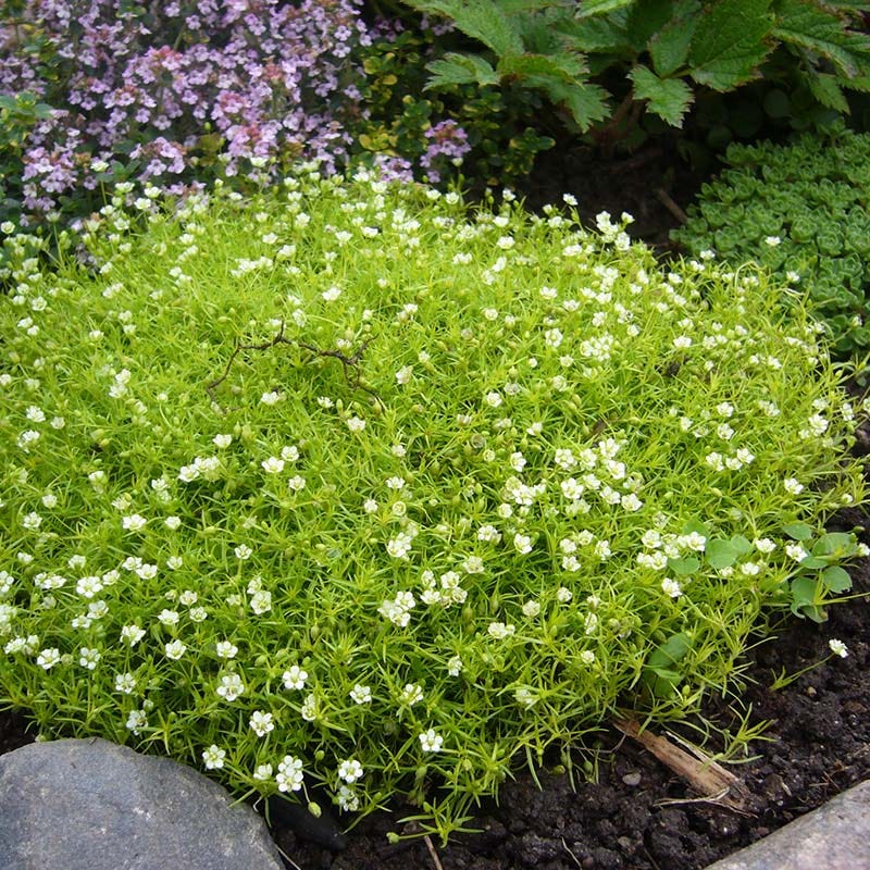 Scotch Moss (Sagina) - Image 2