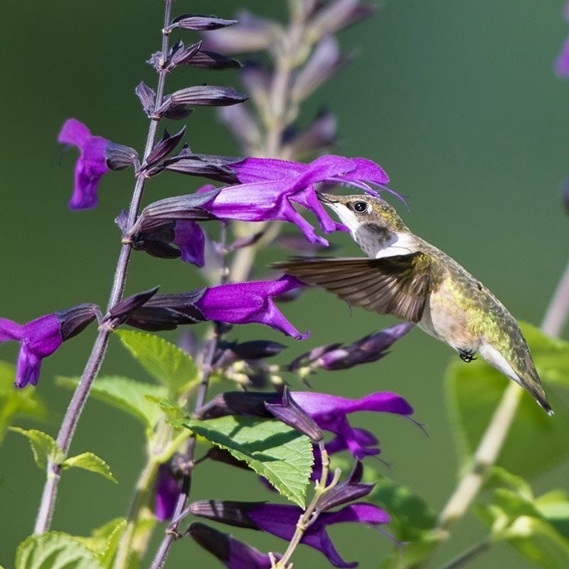 Amistad Salvia - Image 2