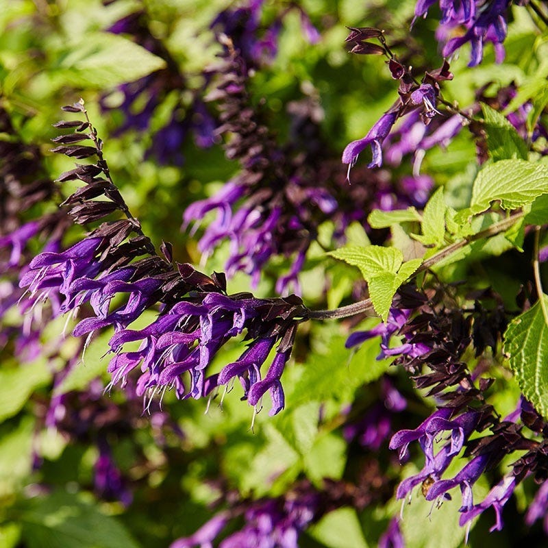 Amistad Salvia - Image 3