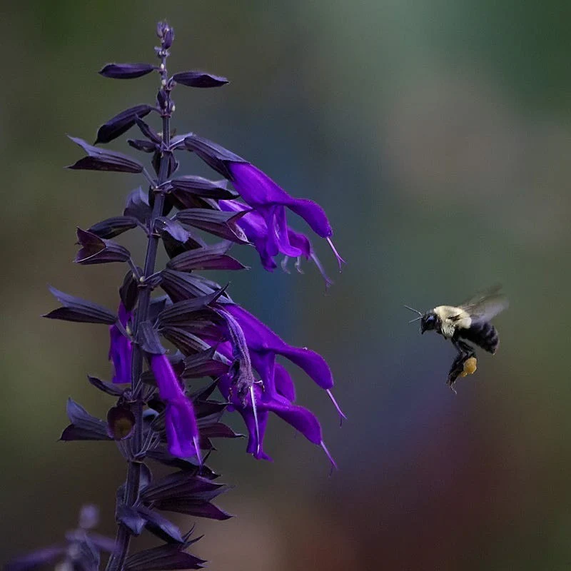 Amistad Salvia - Image 5